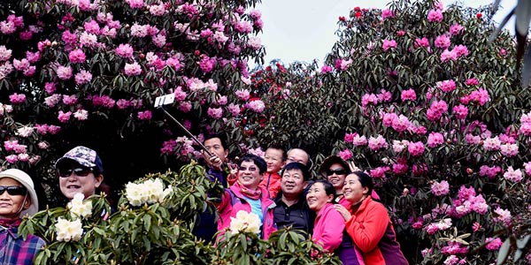 Turistas desfrutam de flores de azaleia em Yunnan no sul da China