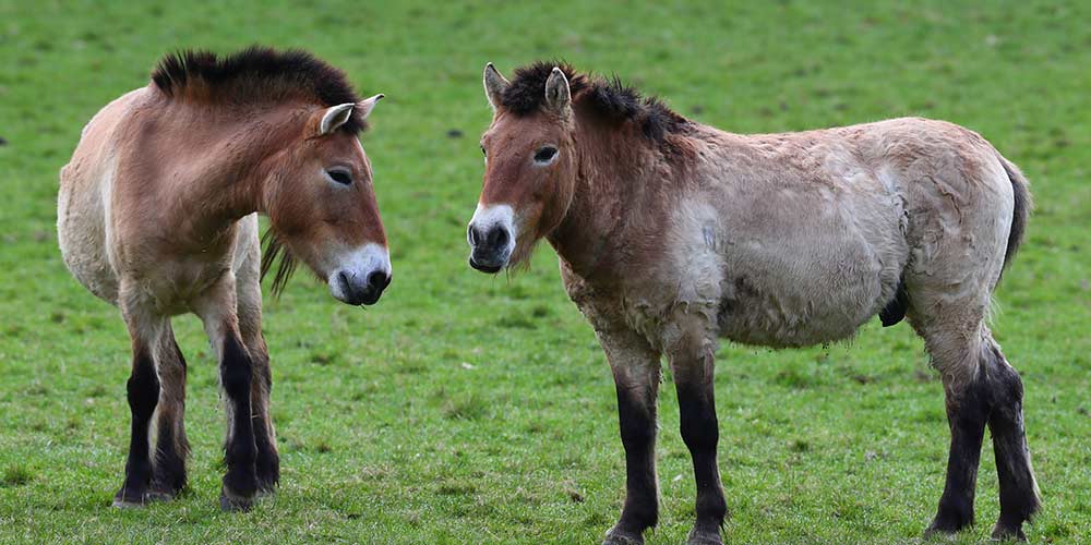 Cavalos de Przewalski são tranportados para Zoológico de Praga