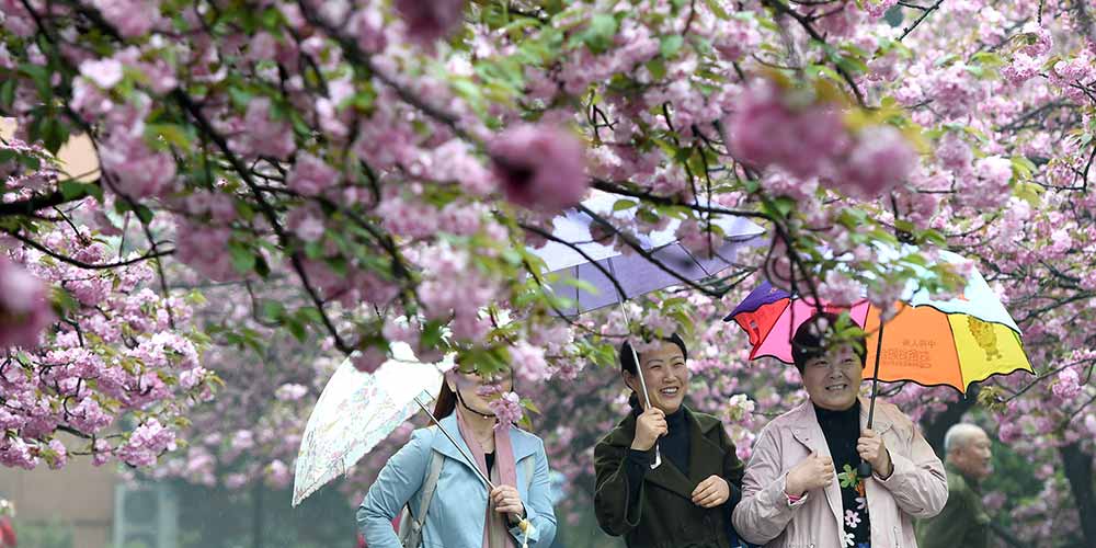 Turistas apreciam flores de cerejeira em Hefei no leste da China
