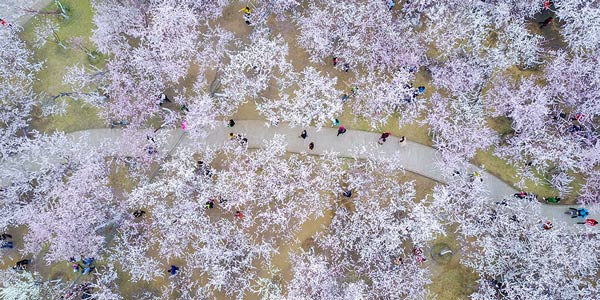 Flores de pêssego atraem visitantes em Hohhot