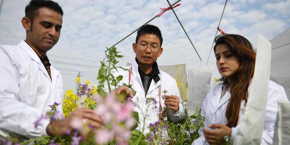 Casal paquistanês cultiva flores de canola no leste da China