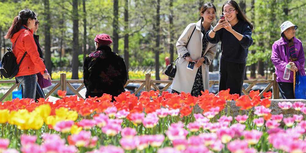 Flores atraem turistas em Qingdao