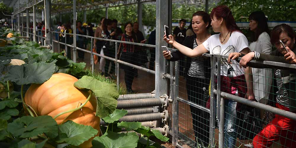18ª Feira Internacional de Ciência e Tecnologia Vegetal da China inicia em Shouguang