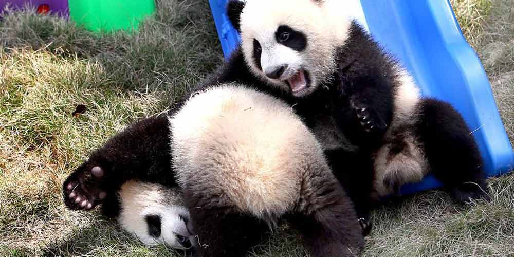 Filhotes de panda recebem nomes de "Ban Ban" e "Yue Yue"