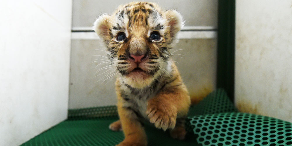 Mais de 50 filhotes de tigre nascem no nordeste da China em abril