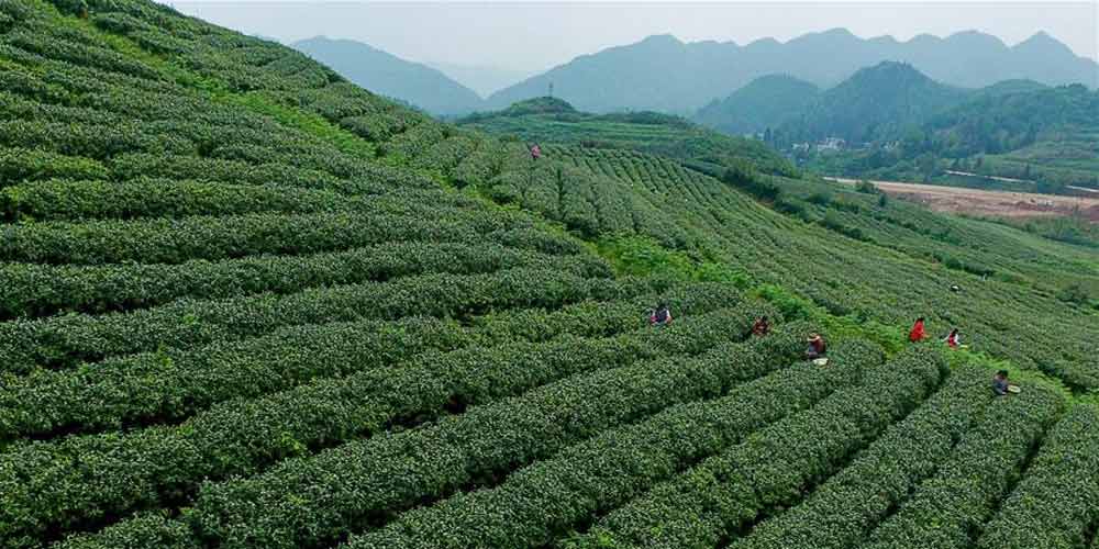 Agricultores colhem chá em Guizhou, no sudoeste da China
