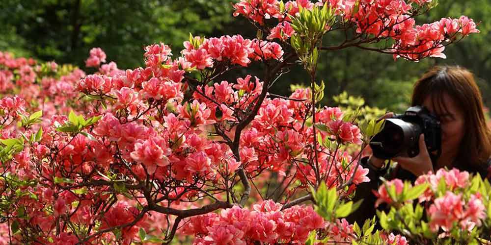 Azal&eacute;ias florescem em Henan no centro da China