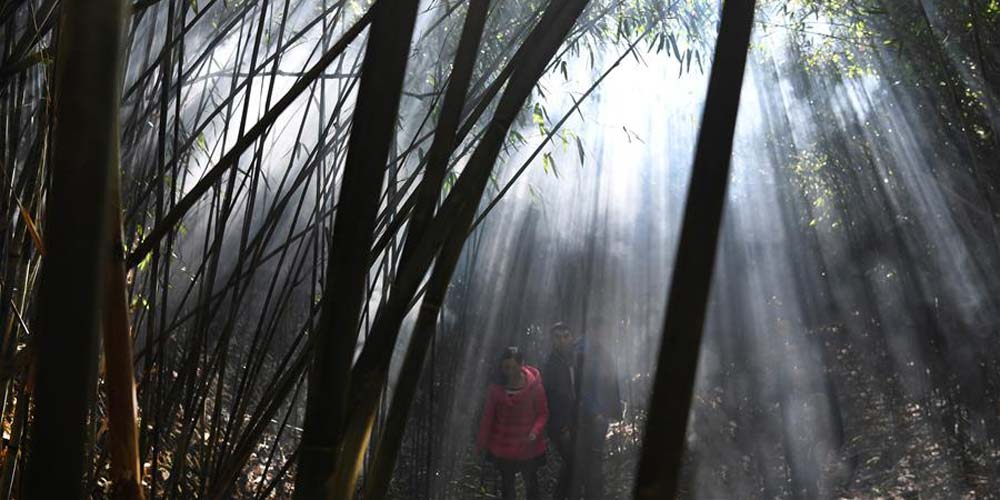 Antiga floresta de bambu em Shaanxi no noroeste da China