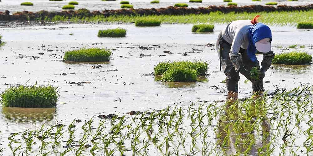 Agricultores plantam mudas de arroz em Jilin no nordeste da China