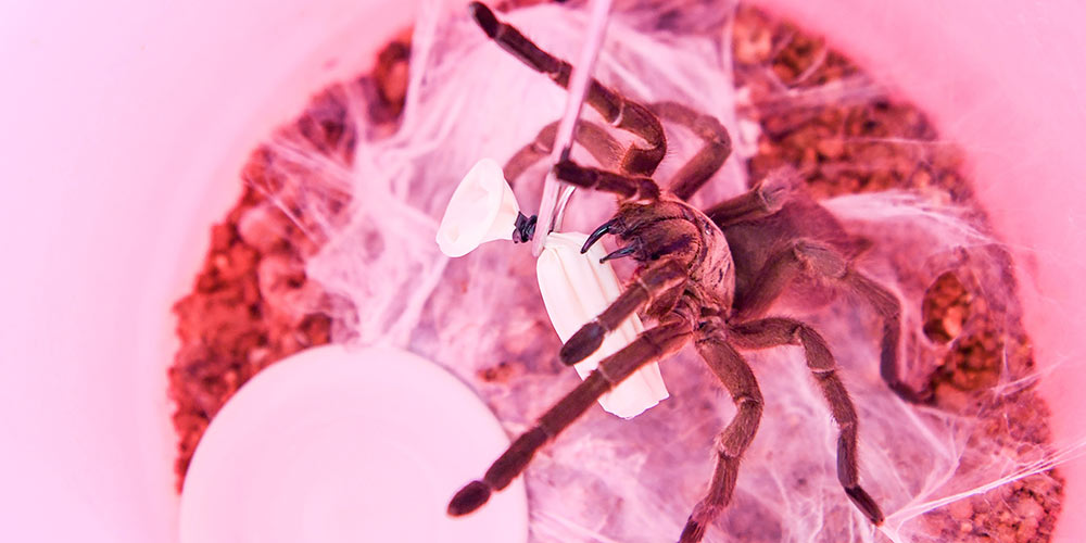 Criação de aranhas alivia pobreza em vila do sul da China