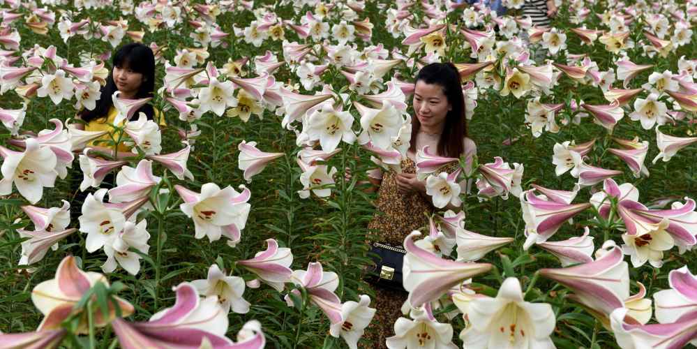 Jardim de lírios atrai turistas na província de Jiangxi no leste da China