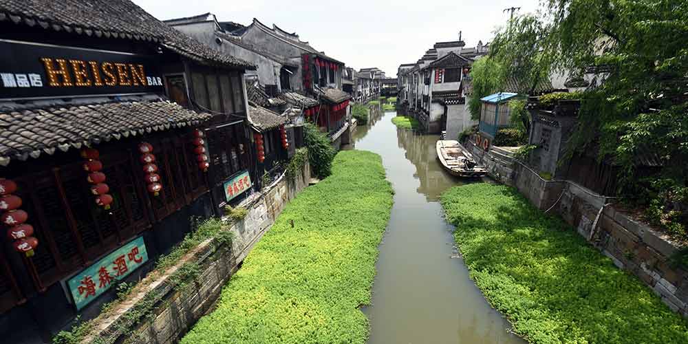 Pinheirinhas-d'água ajudam na purificação de rio em vila no leste da China