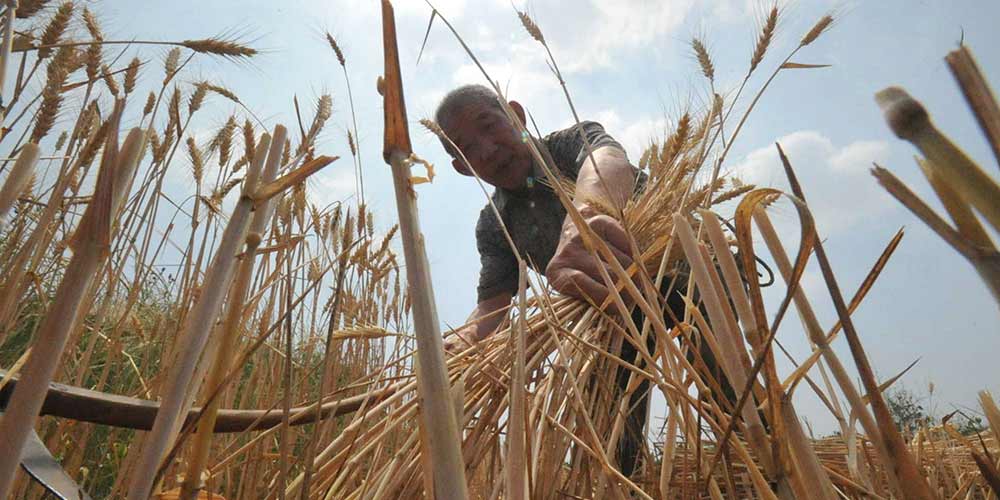 Colheita de trigo ao redor da China