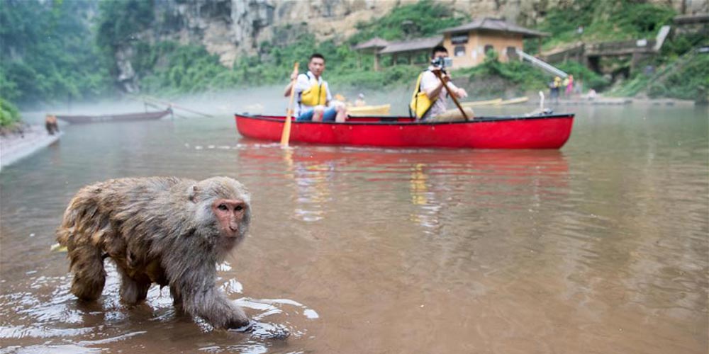 Macacos atraem turistas em Tongjing no sudoeste da China