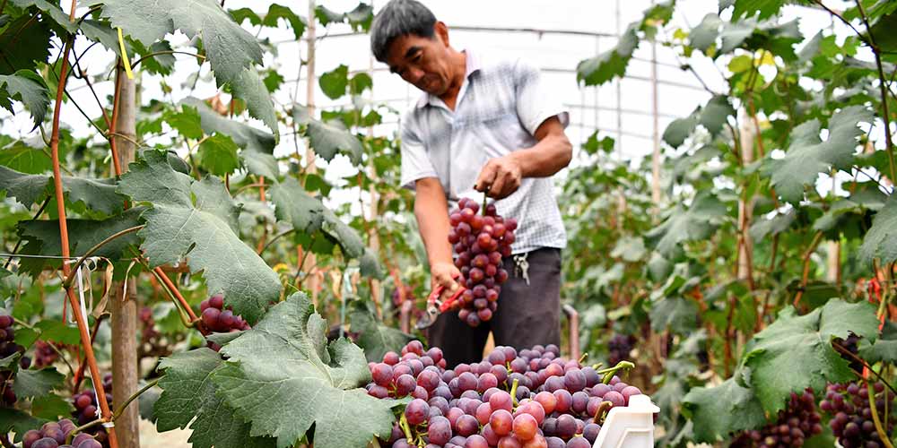 Plantio de uvas ajuda no combate à pobreza no norte da China