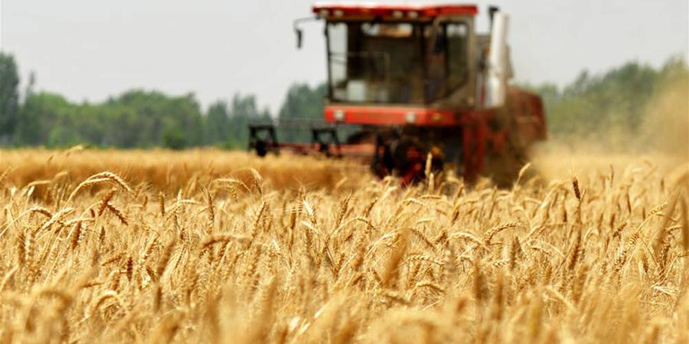Colheita de trigo do verão ao redor da China