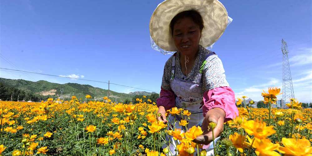 Agricultoras recolhem flores de Trollius chinensis em uma base de plantação no norte da China