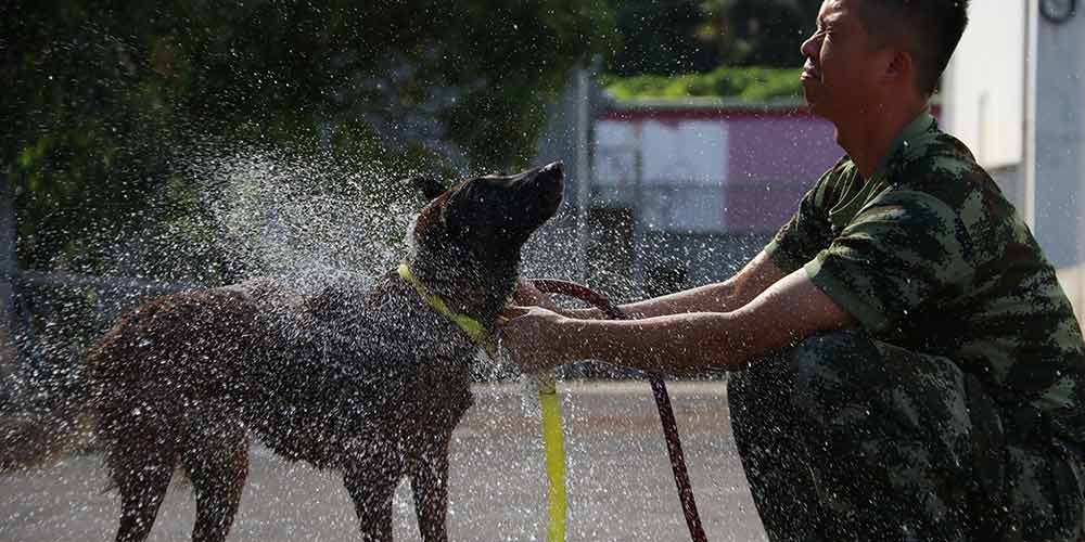 Bombeiros ajudam cães a aliviar o calor do verão