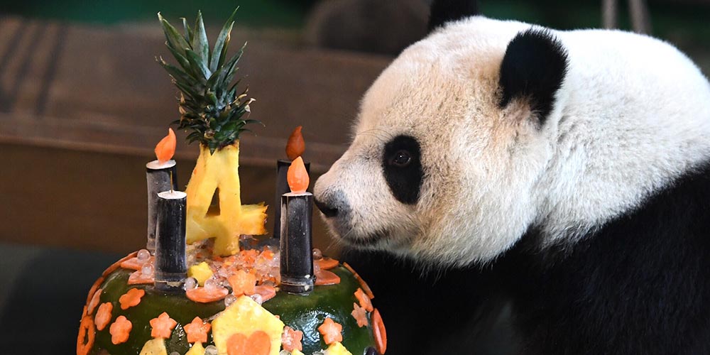 Jardim zoológico de Taipei celebra 4º aniversário da panda-gigante "Yuan Zai"