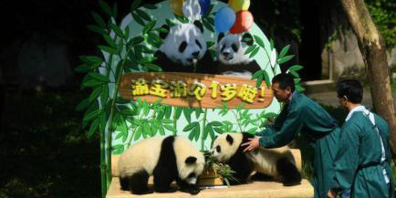 Casal de pandas gêmeos celebra prmeiro aniversário em Chongqing