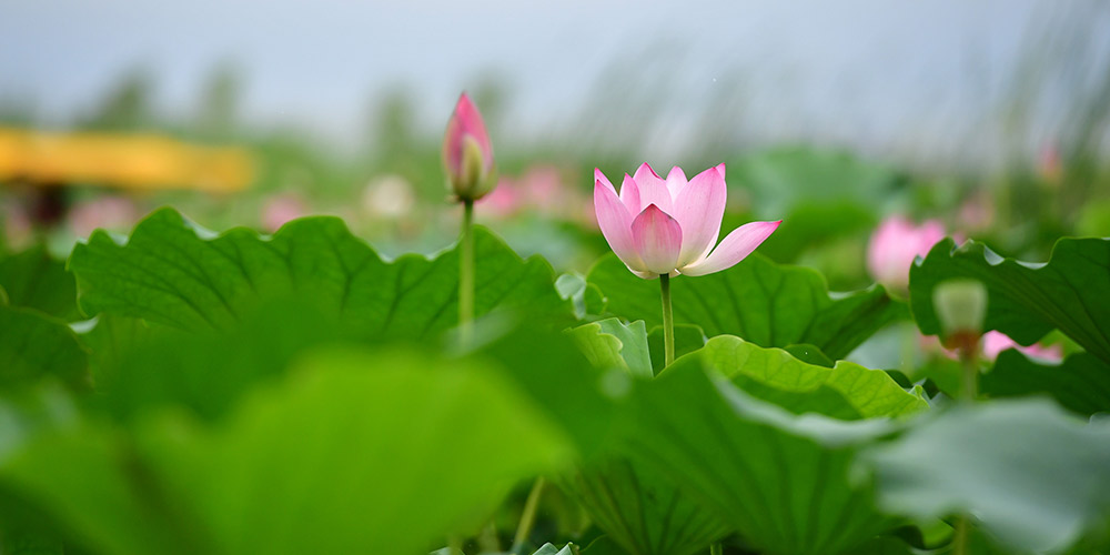 Flores de lótus no lago Longhu em Henan
