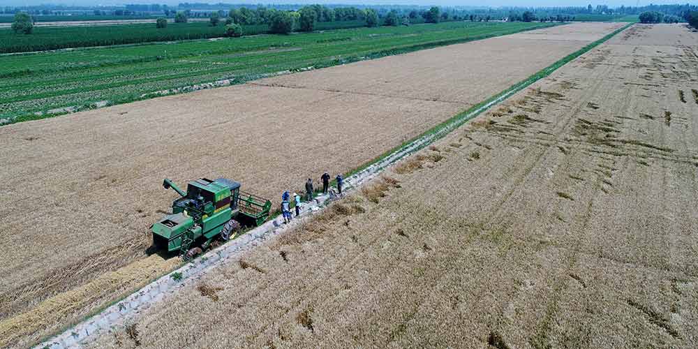 Época de colheita tem início nas fazendas em Ningxia no noroeste da China