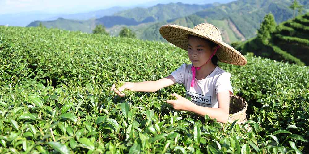 Agricultores colhem folhas de chá em Guangxi, no sul da China