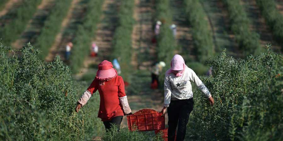 Valor anual da produção de wolfberry atinge 13 bilhões de yuans noroeste da China