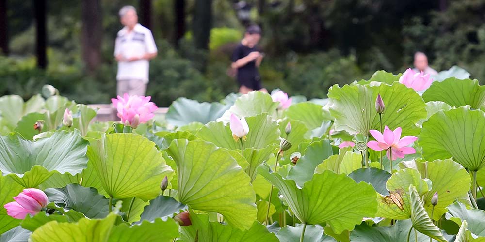 Pessoas apreciam flores de lótus no Parque Xihu em Fujian
