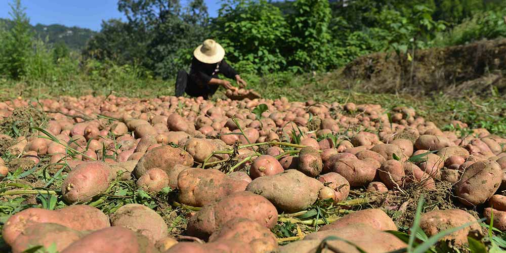 Agricultores colhem batatas em Enshi, no centro da China