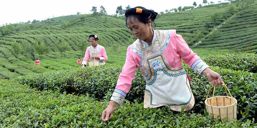 Aldeões se beneficiam de plantação de chá enriquecido com selênio em Guizhou