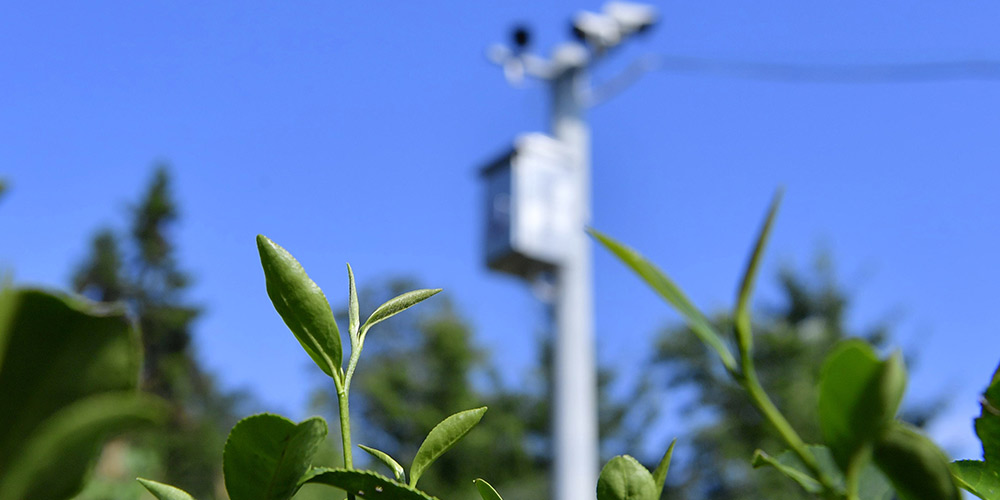 Sistema de câmeras de vigilância ajuda a monitorar plantação de chá em Hubei
