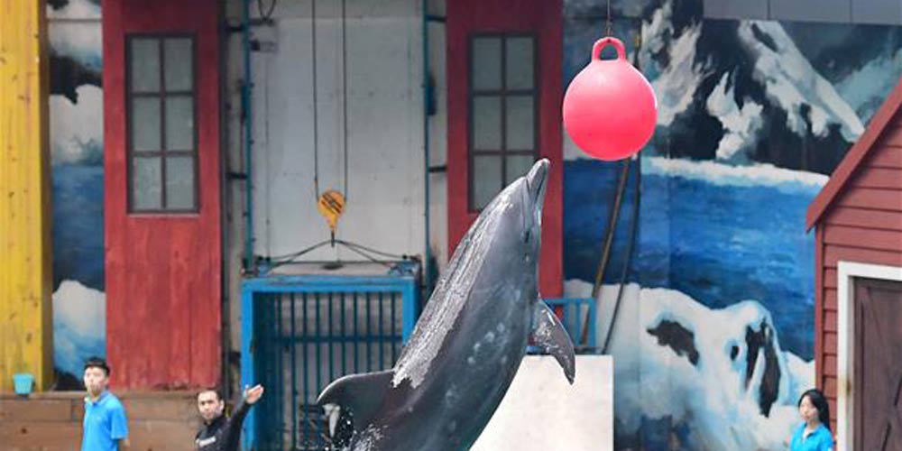 Golfinhos fazem apresentações no Qujiang Polar Ocean Park em Xi'an