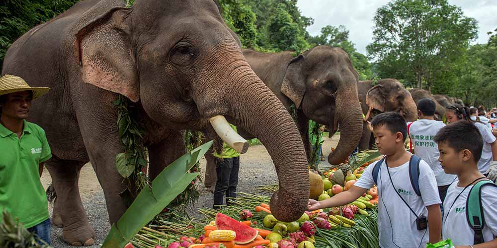 Dia Mundial do Elefante chama atenção para preservação da espécie