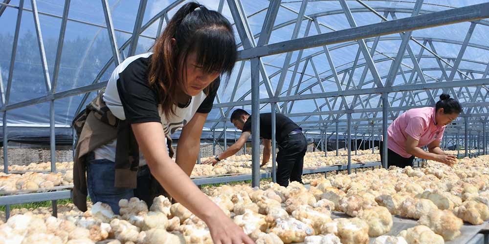 Nordeste da China tem rápido desenvolvimento da indústria de fungos comestíveis