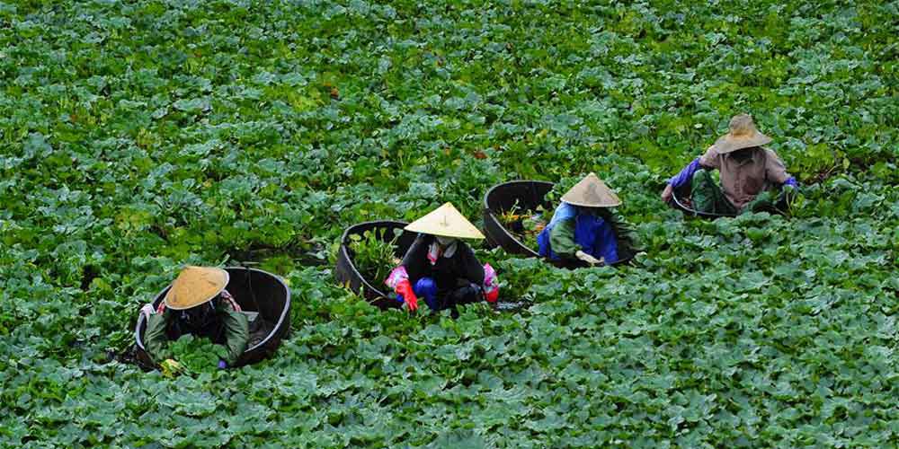 Colheita de castanhas-d'água em Jiangsu