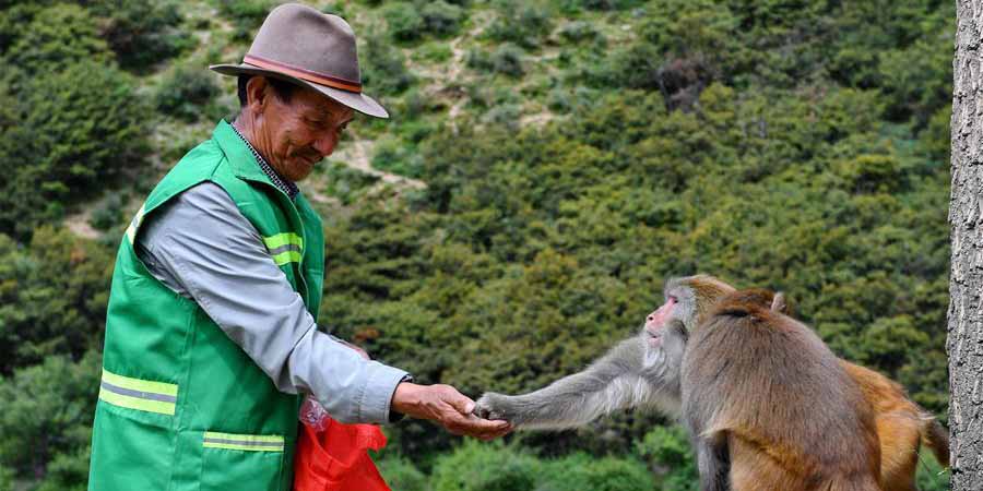 Dobrgyal, guarda-florestal e protetor dos macacos tibetanos