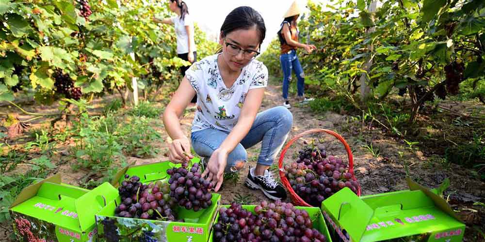 Turistas colhem uvas em Hebei, no norte da China
