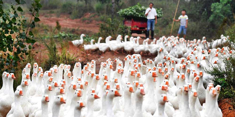 Criação de gansos ajuda aldeões a saírem da pobreza em Lu'an, no leste da China