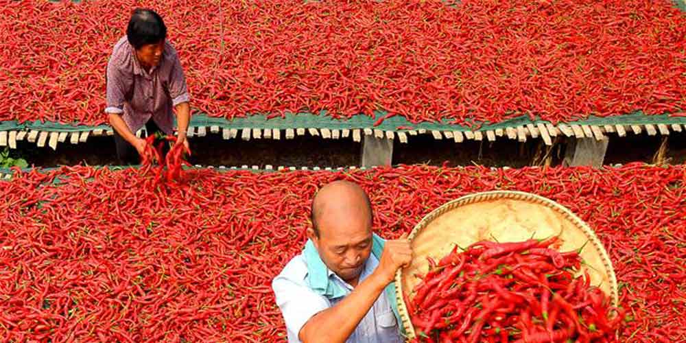 Colheita de pimentas em Hebei