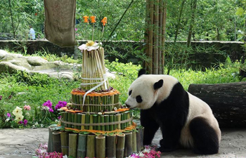 Panda gigante nascida nos EUA celebra 4º aniversário na China