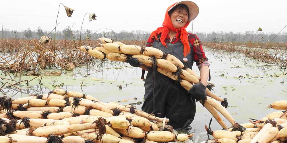 Em imagens: Colheita de outono em toda a China