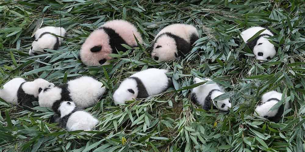 Centro de pandas gigantes da China recebe 42 filhotes em 2017