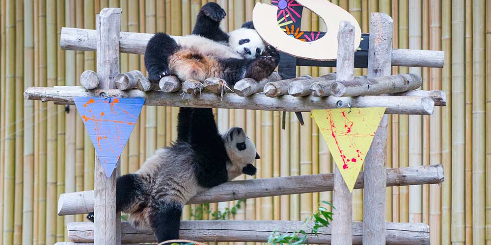 Pandas gigantes gêmeos nascidos no Canadá celebram seu 2º aniversário
