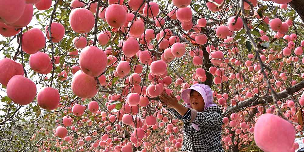 Província de Shandong registra excelente safra de maçã