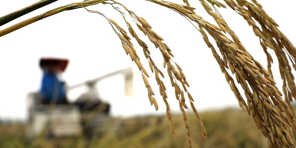 Produção de grãos da China deve ultrapassar 600 milhões de toneladas em 2017