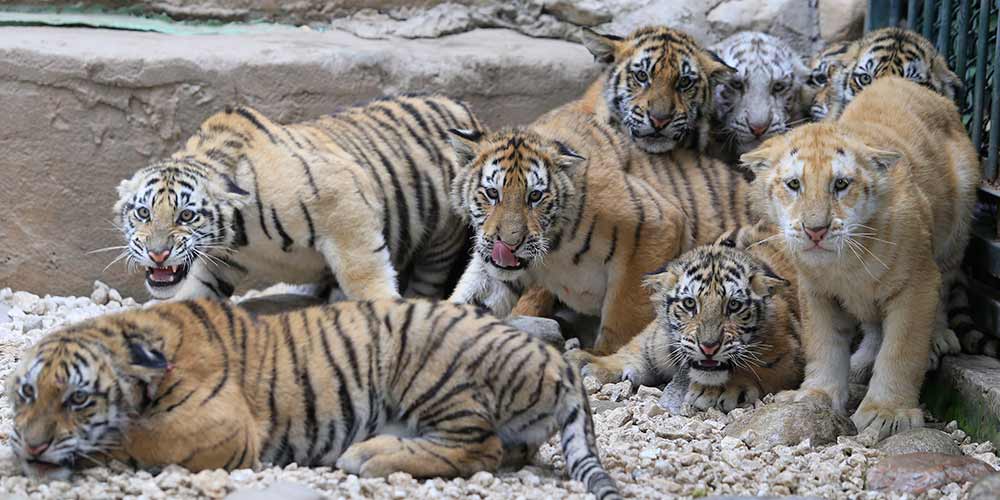 12 filhotes de tigres são apresentados ao público no zoológico de Jinan