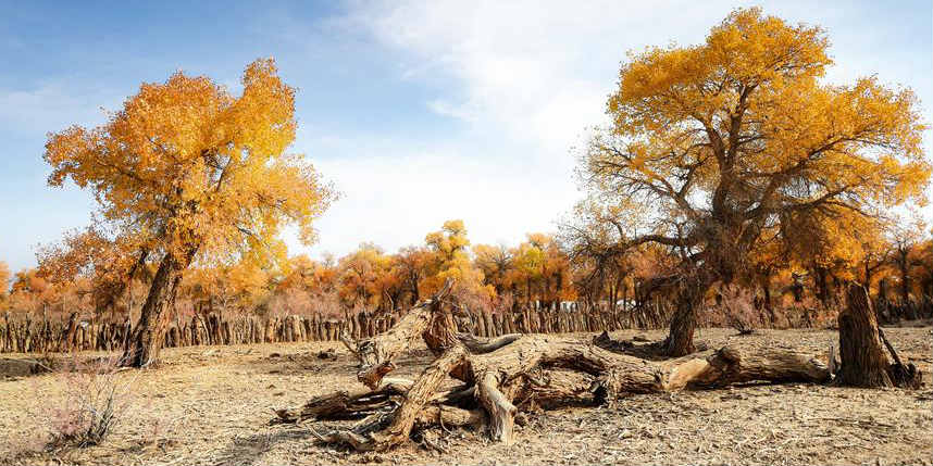 Paisagem das árvores populus euphratica na Região Autônoma da Mongólia Interior