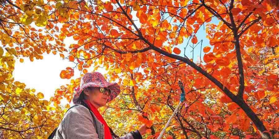 Paisagem de outono da montanha Taihang em Hebei