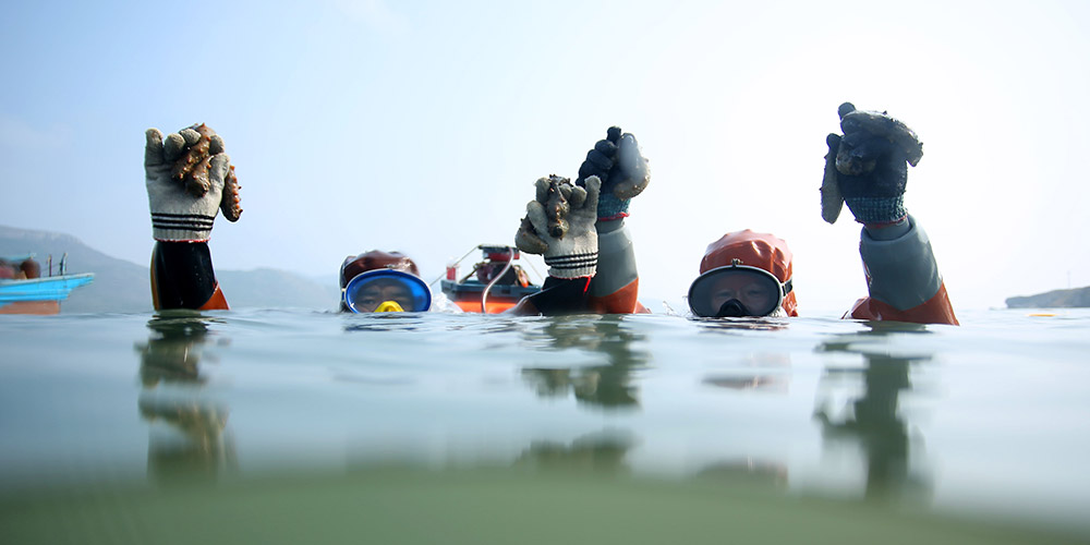 Pescadores colhem pepinos-do-mar no nordeste da China